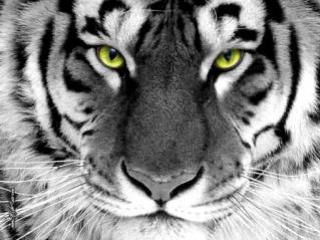 le tigre de la déesse de la mort